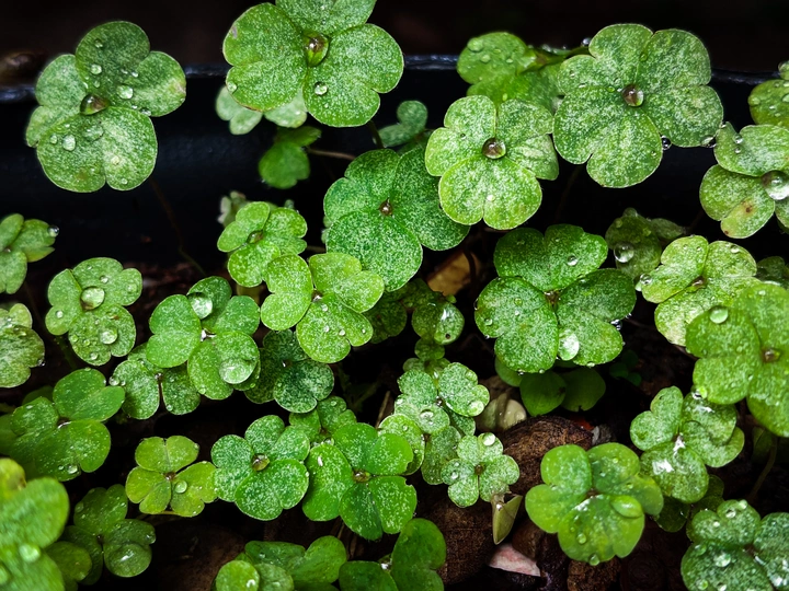 小雨下的花草