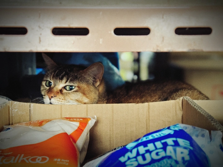 忧郁的小猫🐱