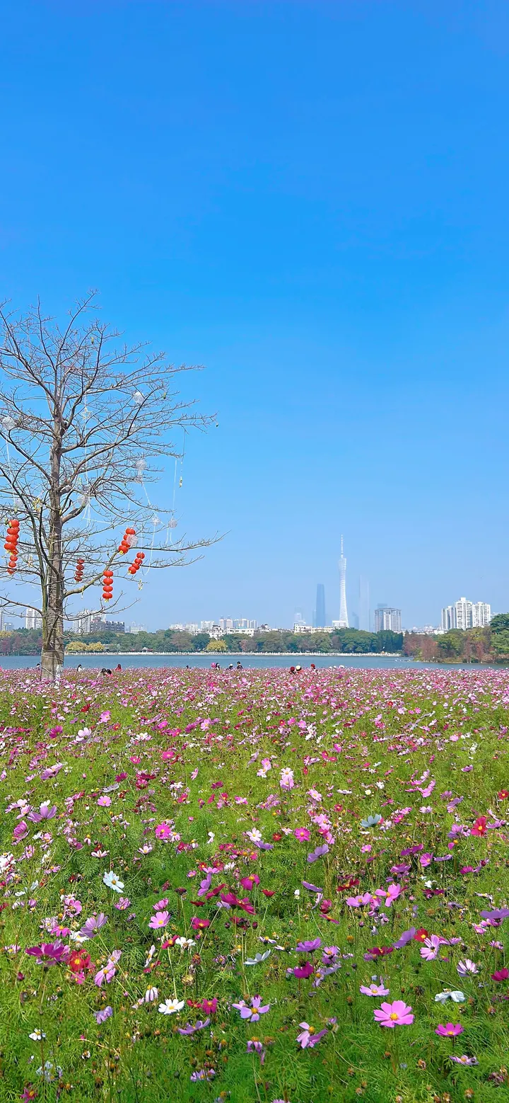 手中握着格桑花呀🌸