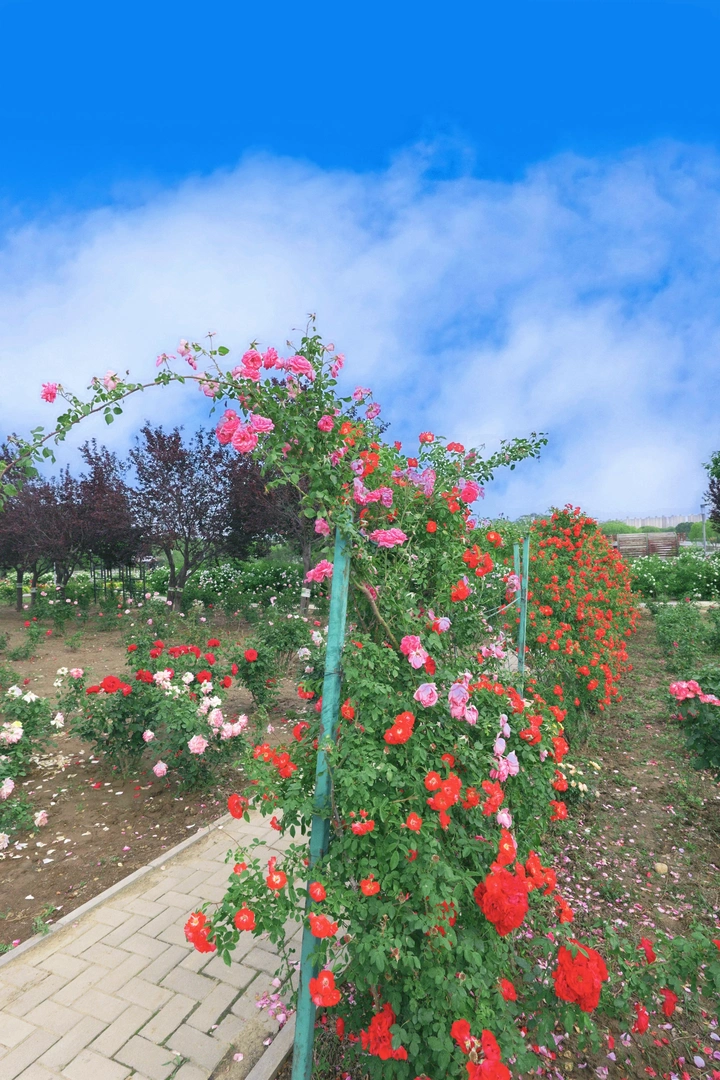 植物园里的莫奈花园
