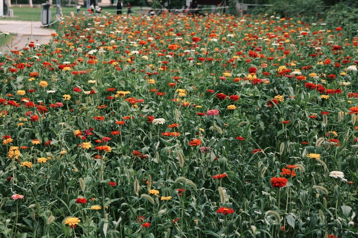 花海