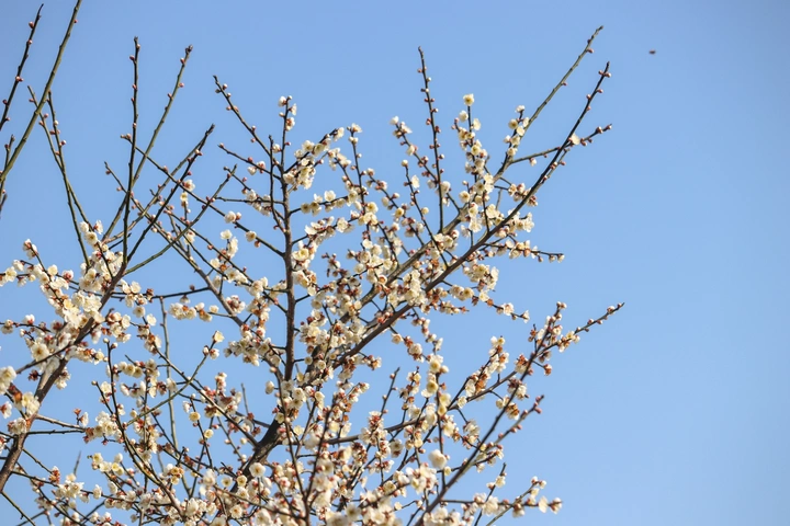 梅花盛开