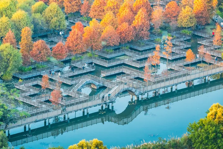 落羽杉