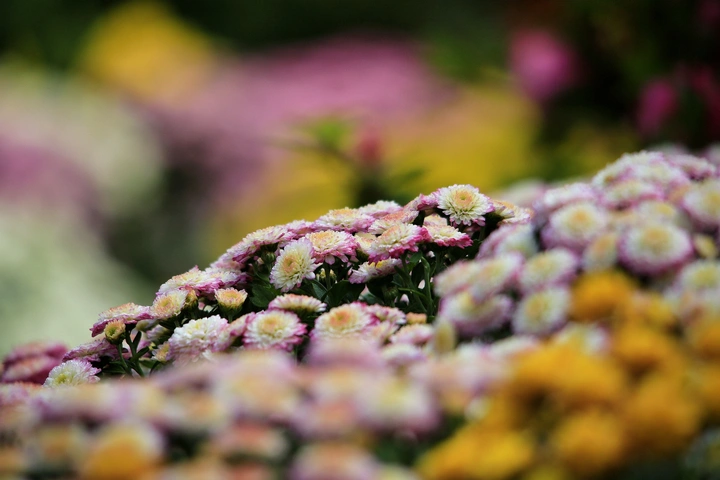 雏菊花丛