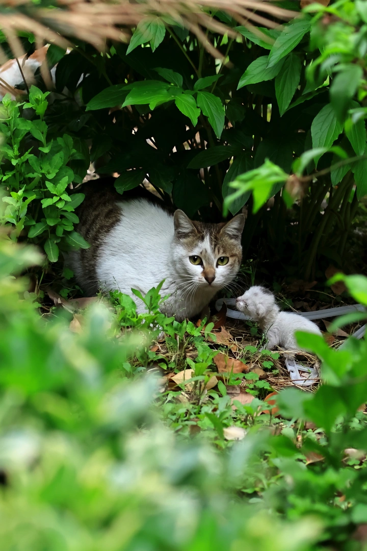 猫妈和幼崽