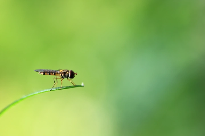 蜂绿