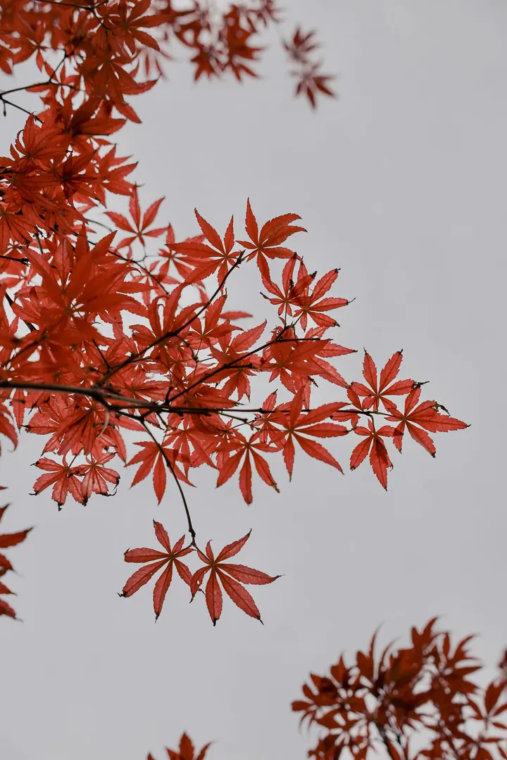 红叶们确实都疯了