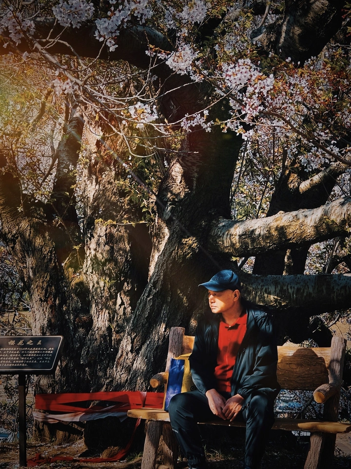 老樱花树下，静观人间故事