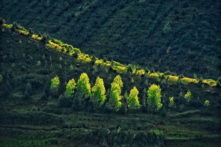 《山阶鎏光：自然的金线刺绣》