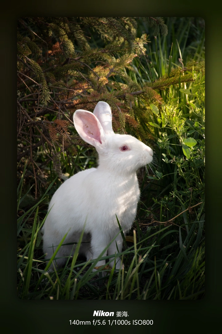 玉兔🐇
