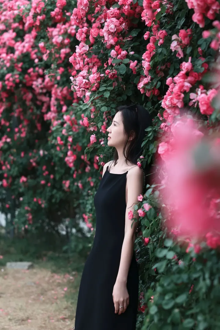 蔷薇花开花美人