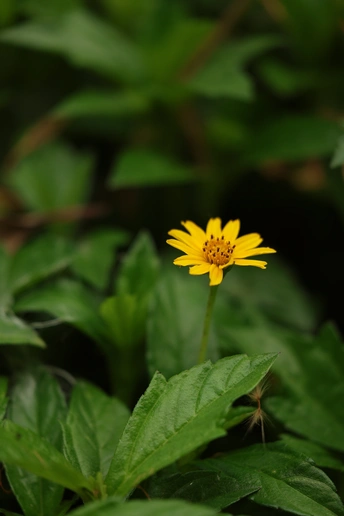 孤芳自赏