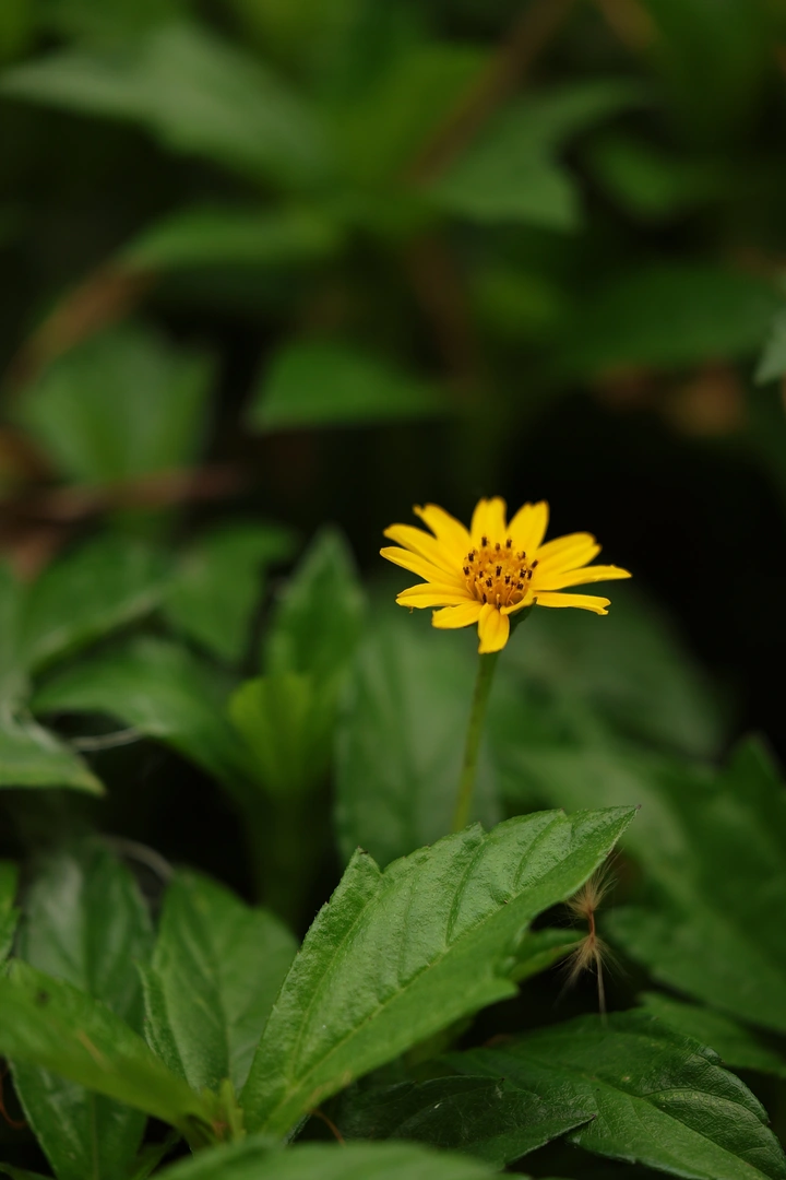 孤芳自赏