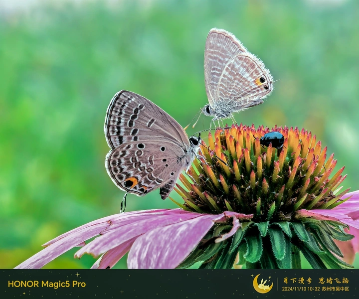 蝶与花的邂逅