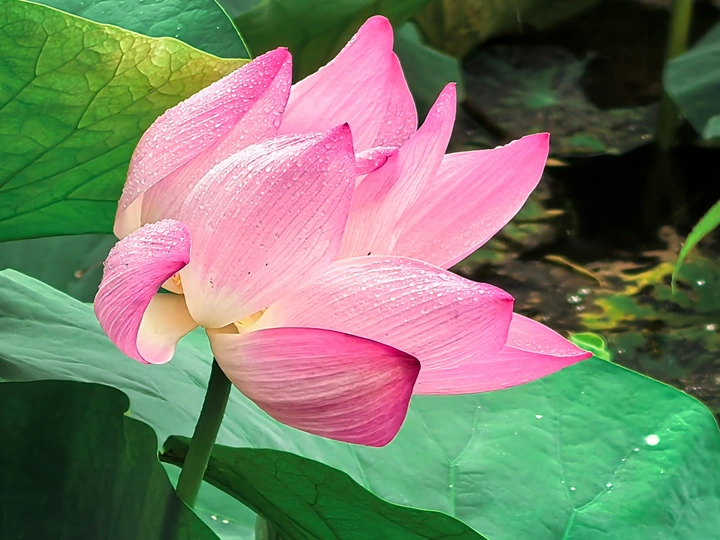 雨中荷花