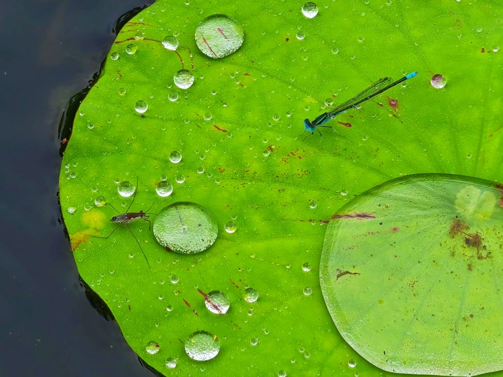 雨荷上的小世界