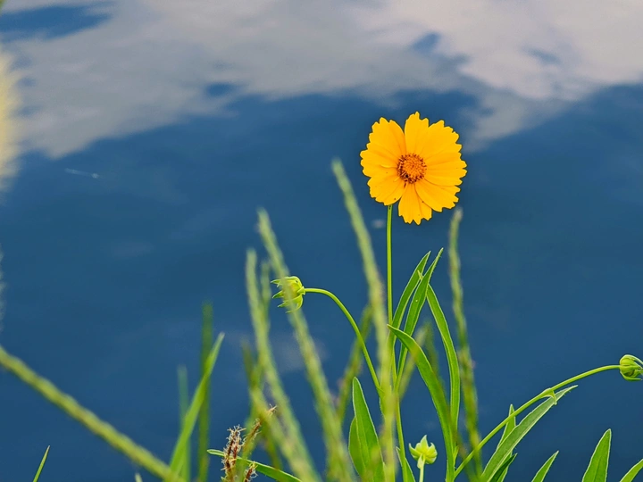水边的黄花