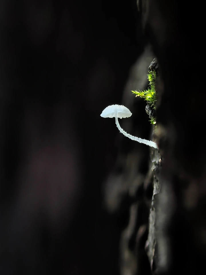 倔强生长的蘑菇