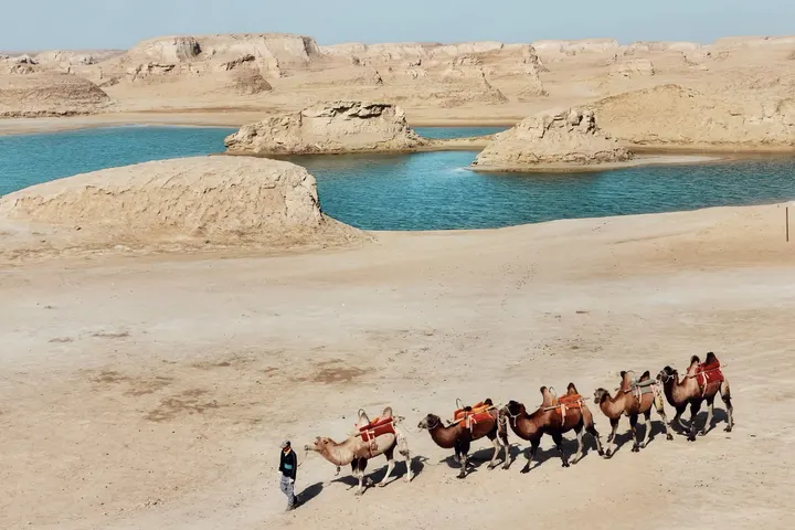 雅丹驼影