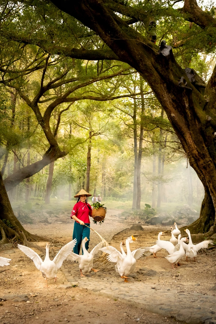 赶鹅