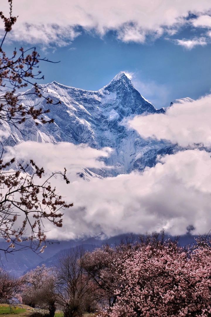 雪巅·云漫·花绽