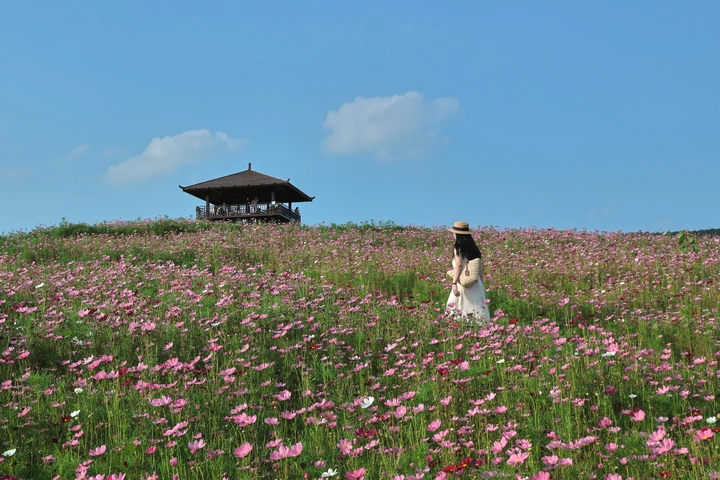 花海漫游