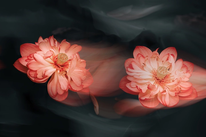 荷