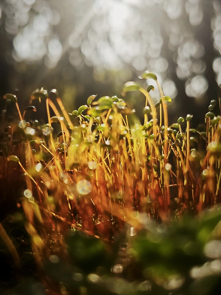 苔之生机