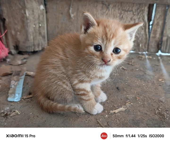 《奶奶家的猫》