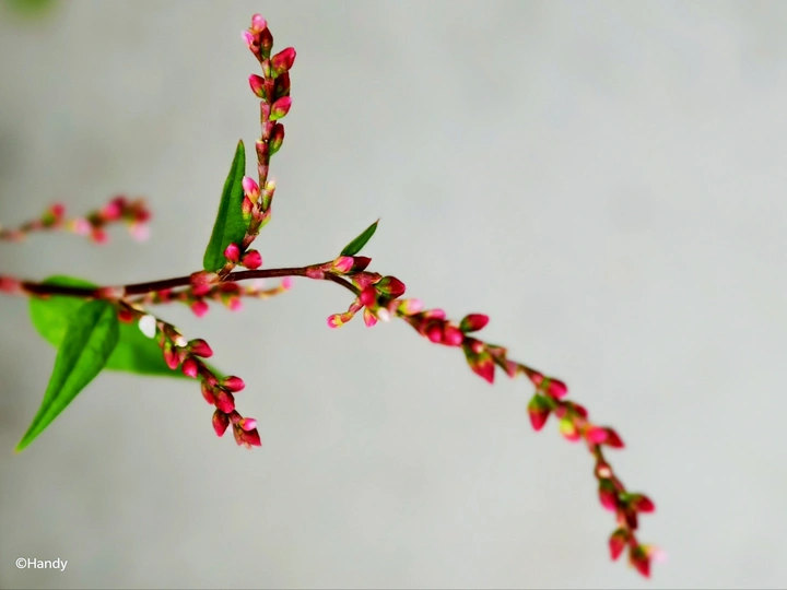 花儿即将开成串！