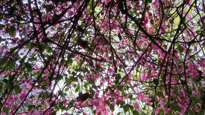 校“花”