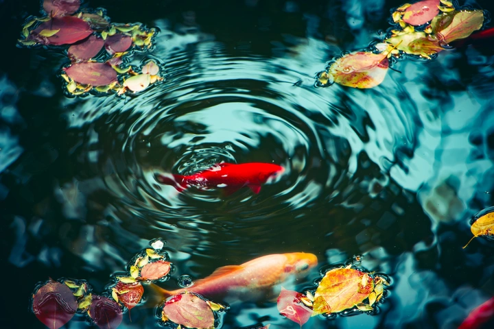 春水涟漪，锦鲤嬉春