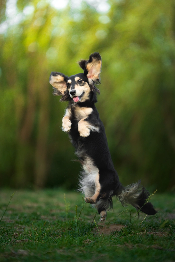 小腊肠也能飞起来，没想到吧🐾