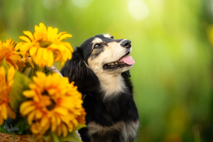 腊肠豆豆的写真集🌻