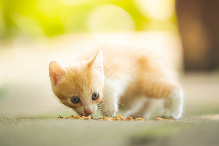 流浪的小猫🐈