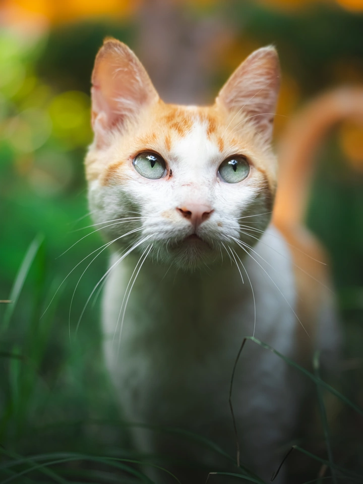 西园寺的流浪猫🐱