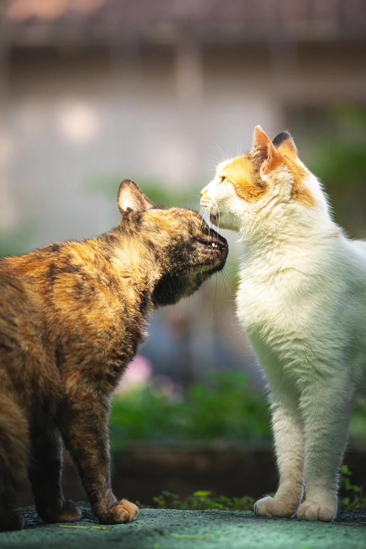 想和你贴贴💗