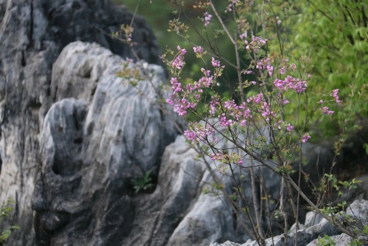 小碎花与水墨岩石
