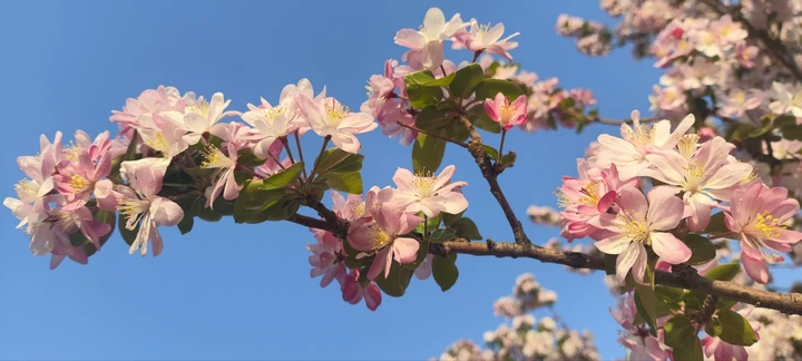 鲜花朵朵开