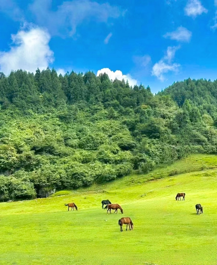 蓝天下的大草原