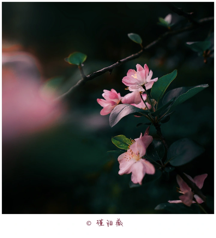 今日打卡拍花