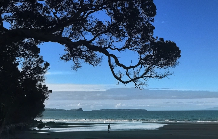 海滩树影