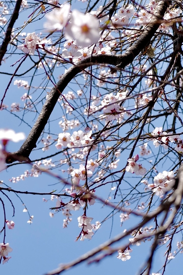 十里桃花•林芝