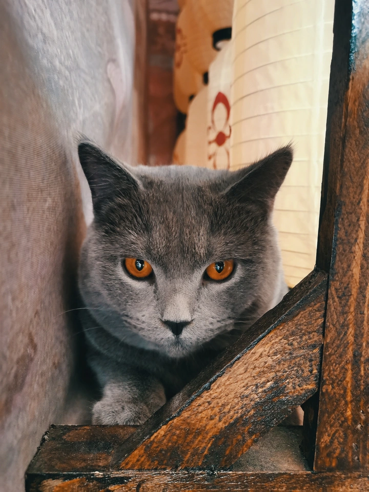 猫生