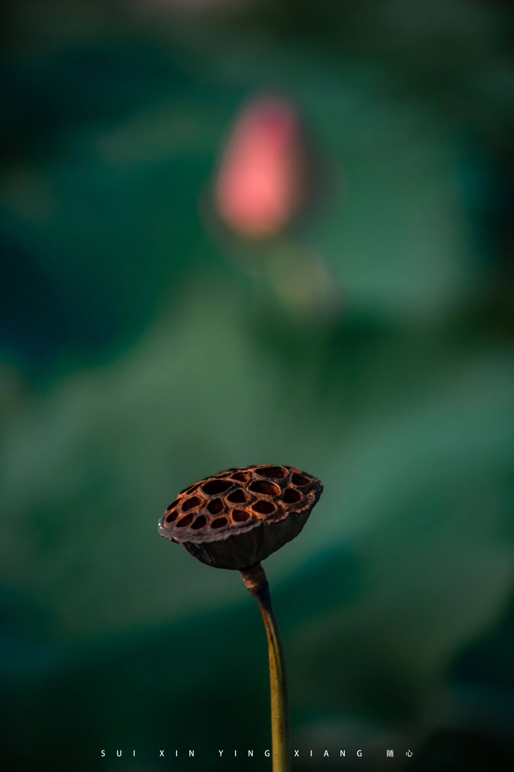 荷