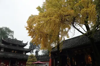 锦里西路的秋笺