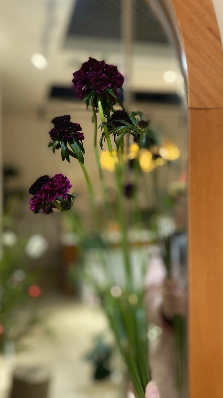 镜子与花