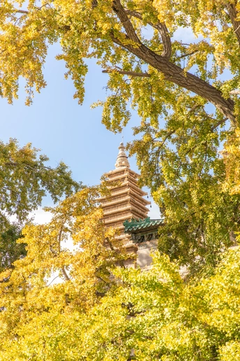 秋天环绕着树木的寺庙塔