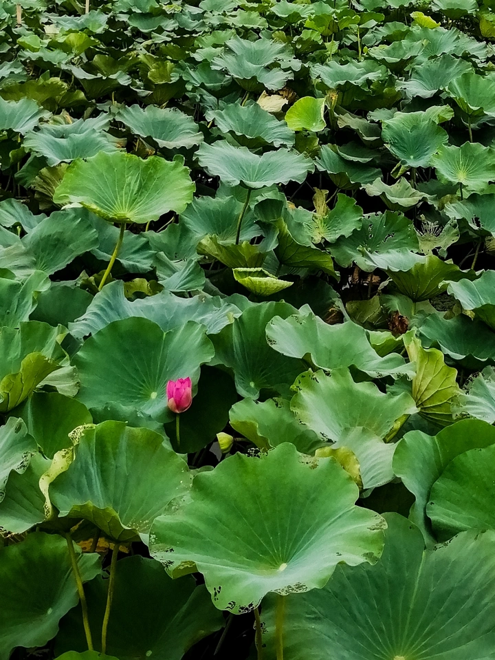 夏末荷塘