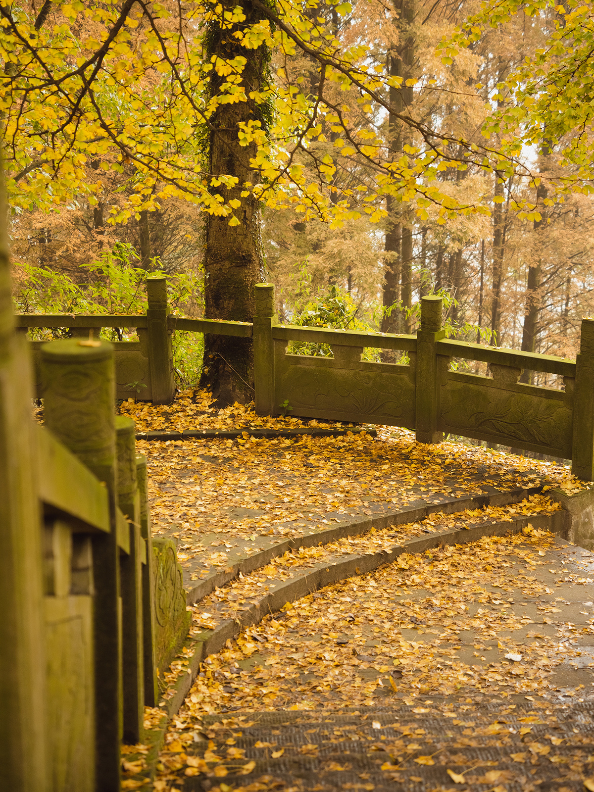 带有雨伞和木栅栏的森林中的木桥 地面上有黄叶 树木